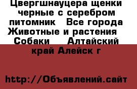 Цвергшнауцера щенки черные с серебром питомник - Все города Животные и растения » Собаки   . Алтайский край,Алейск г.